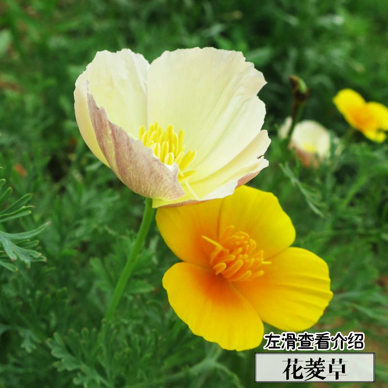 花菱草种子50粒 加州虞美人 观花植物 四季庭院阳台盆栽花卉种子