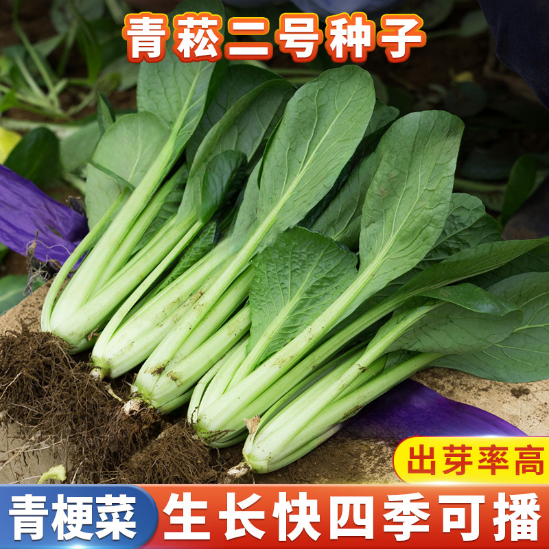 青梗小菘菜种籽早熟油菜四季耐热速生小青菜种孑阳台盆栽蔬菜种子