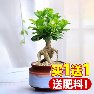 榕树盆景植物室内客厅绿植小叶金钱人参榕树老桩树苗盆栽四季常青