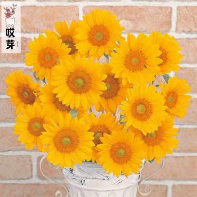 日本进口切花向日葵种子 文森特II 清新 耐热一年生新手盆栽鲜花