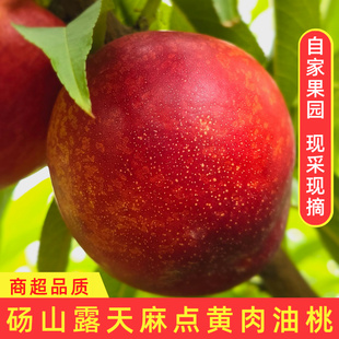 精品砀山油桃露天麻点黄肉油桃现摘现发自然成熟当季水果整箱十斤