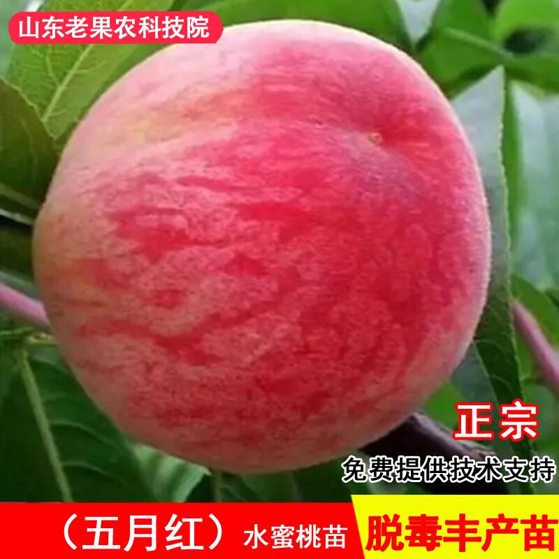 嫁接五月红水蜜桃树苗特大早熟5月成熟北南方种植当年结果果树苗