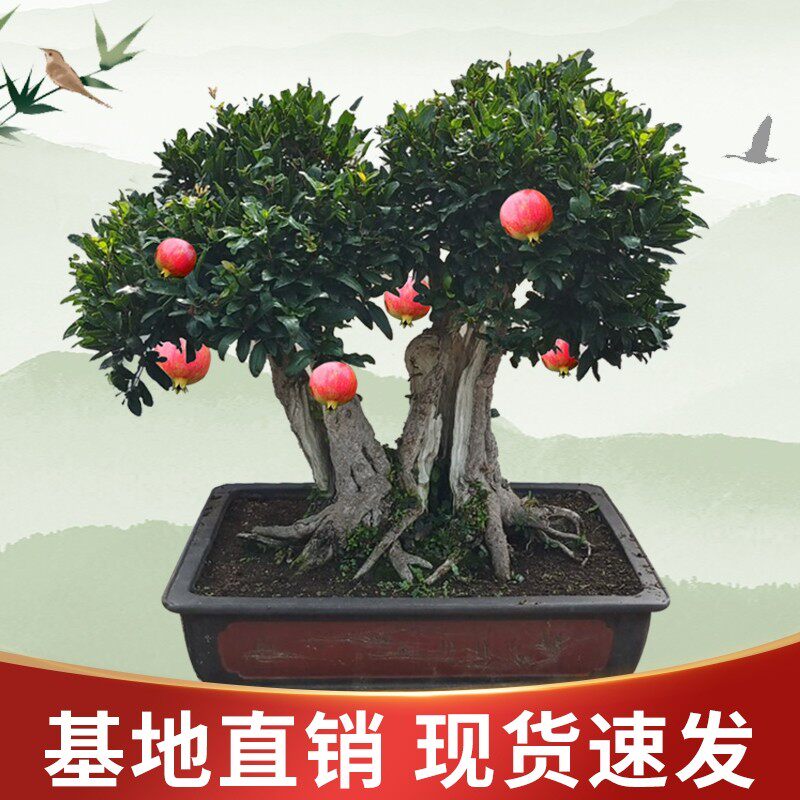 精品石榴盆景老桩石榴盆栽石榴熟桩微型石榴盆景庭院阳台绿植盆栽