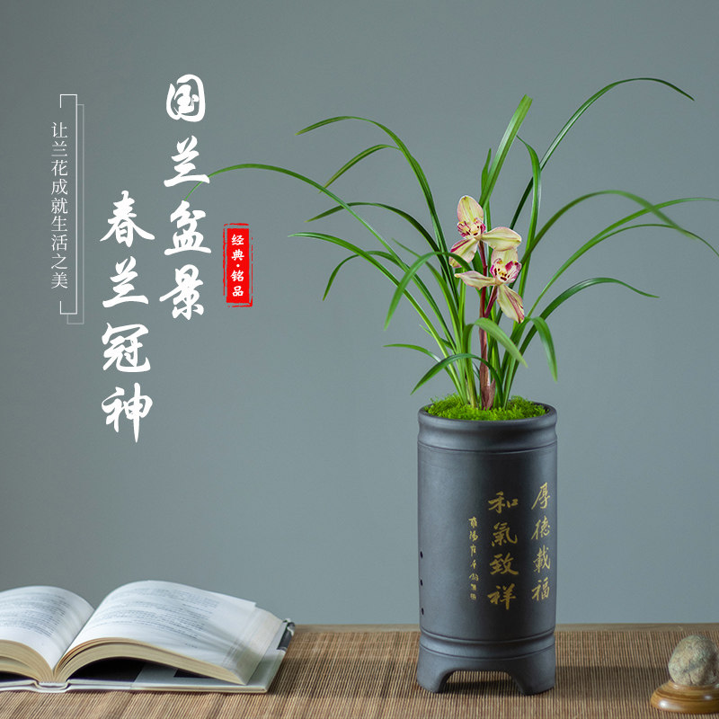 兰花名贵盆栽春兰冠神浓香型好养办公室客厅茶室书房花卉盆景摆件