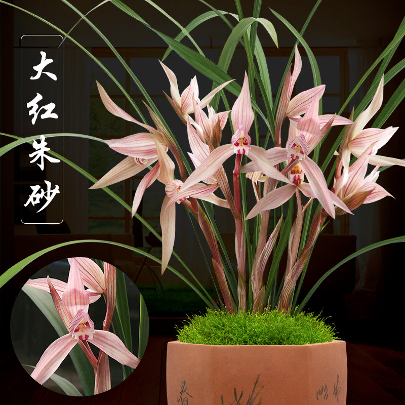 春剑红花名品大红朱砂兰花带花苞办公桌书房阳台室内盆栽植物