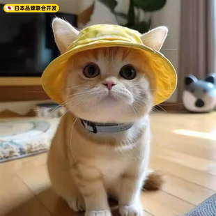 可爱露耳朵宠物猫咪狗狗帽子夏季太阳帽德文猫帽子小狗渔夫帽