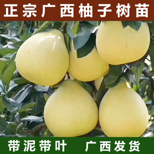 广西容县沙田柚子树苗木嫁接白心红心蜜柚庭院绿化种植水果苗果树