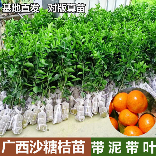 正宗嫁接广西沙糖桔树苗带泥带叶