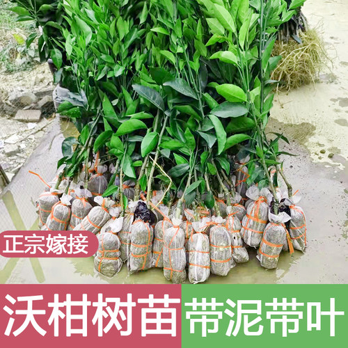 广西武鸣091无核沃柑树苗正宗