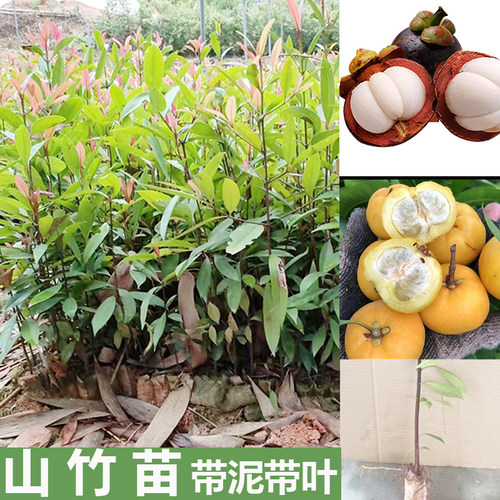 四季带泥带叶正宗山竹树苗