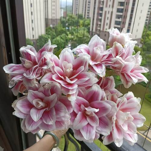 火星之约1颗 重瓣香水百合种球家庭室内室外庭院阳台好养好种