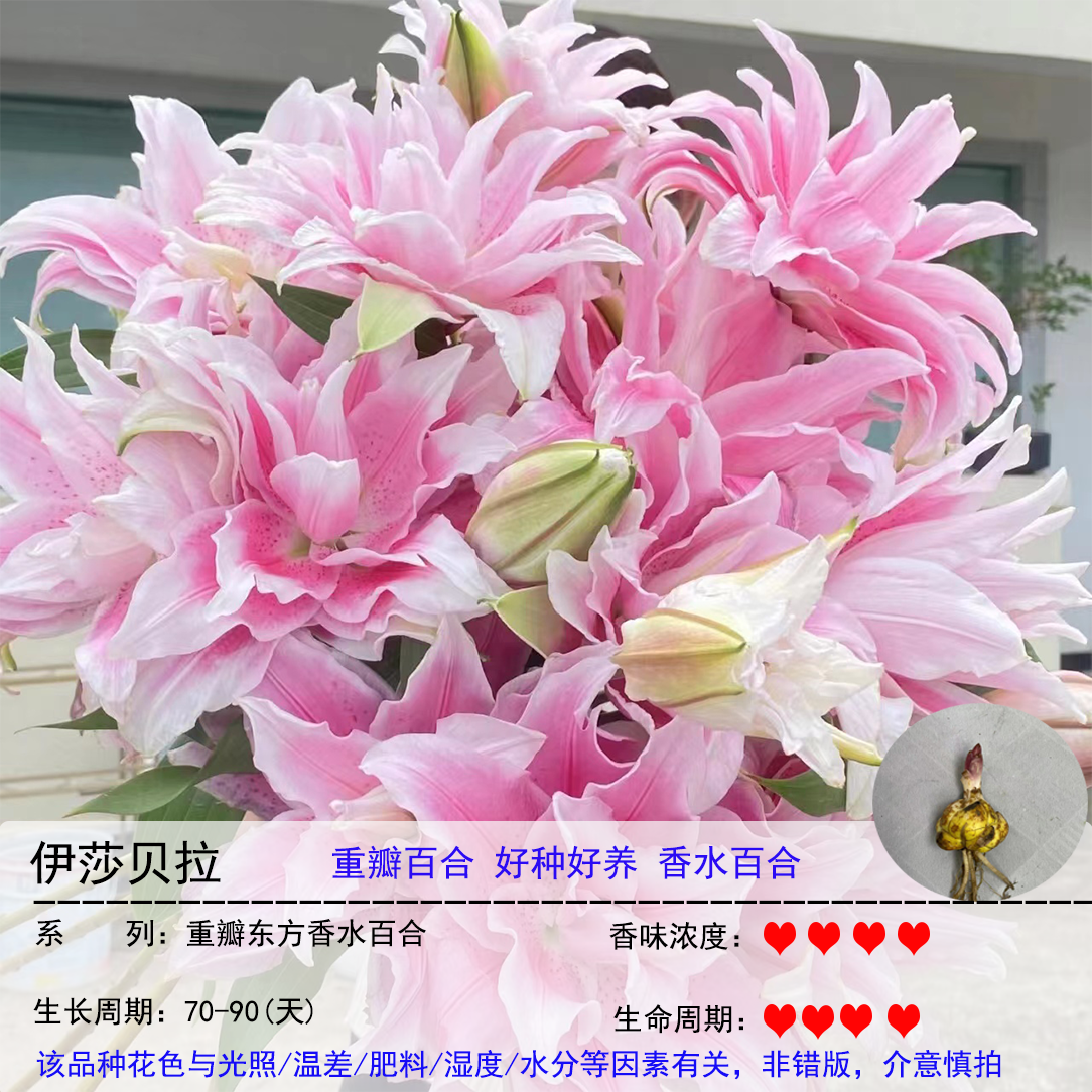 伊莎贝拉1颗大球《重瓣香水百合》阳台庭院粉色春季趣味盆栽耐,鲜花速递/花卉仿真/绿植园艺,时令草本花卉,淘宝优惠券,粉丝福利购,淘宝优惠卷