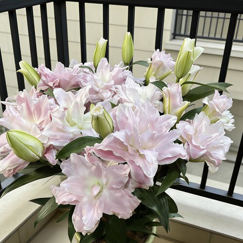 粉霞1颗 重瓣香水百合种球家庭室内室外庭院阳台好养好种
