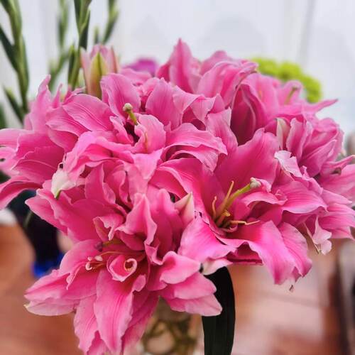 《红色重瓣》1颗重瓣香水百合盆栽花卉多年生球根花卉阳台庭