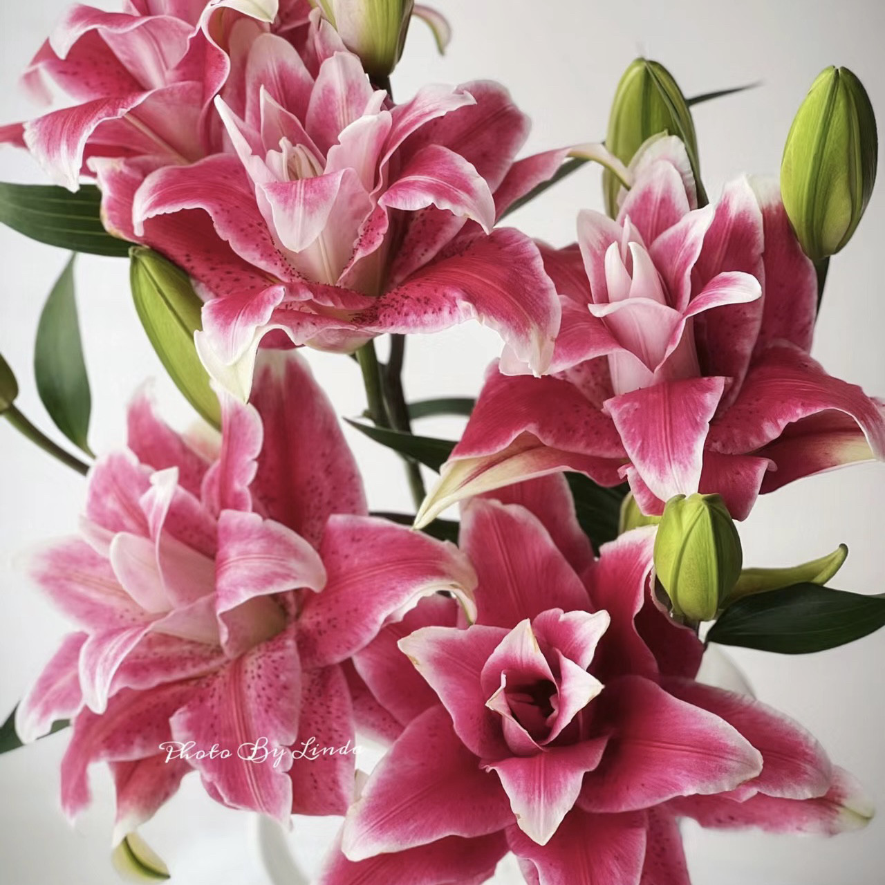 迪奥1颗大球重瓣香水百合一颗  阳台小花园盆栽花卉绿,鲜花速递/花卉仿真/绿植园艺,时令草本花卉,淘宝优惠券,粉丝福利购,淘宝优惠卷