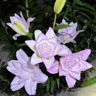 冰美人1颗 重瓣香水百合种球家庭室内室外庭院阳台好养好种