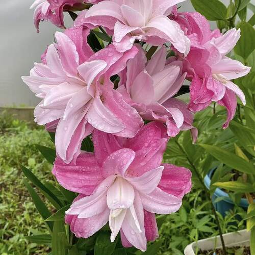 莲花系列1颗重瓣香水百合种球家庭室内室外庭院阳台好养好种