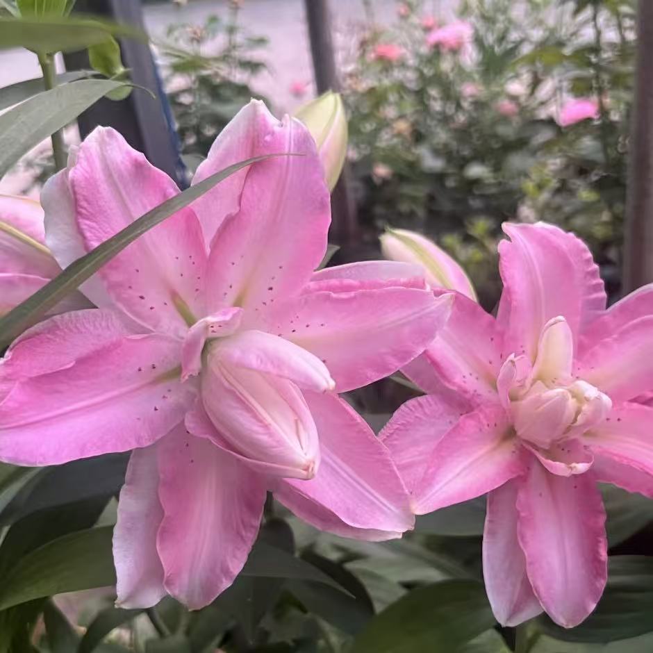萨博1颗重瓣香水百合花百合种球
