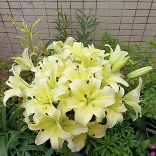 黄天霸1颗 单瓣香水百合种球家庭室内室外庭院阳台好养好种