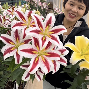 笑脸1颗 单瓣香水百合种球家庭室内室外庭院阳台好养好种