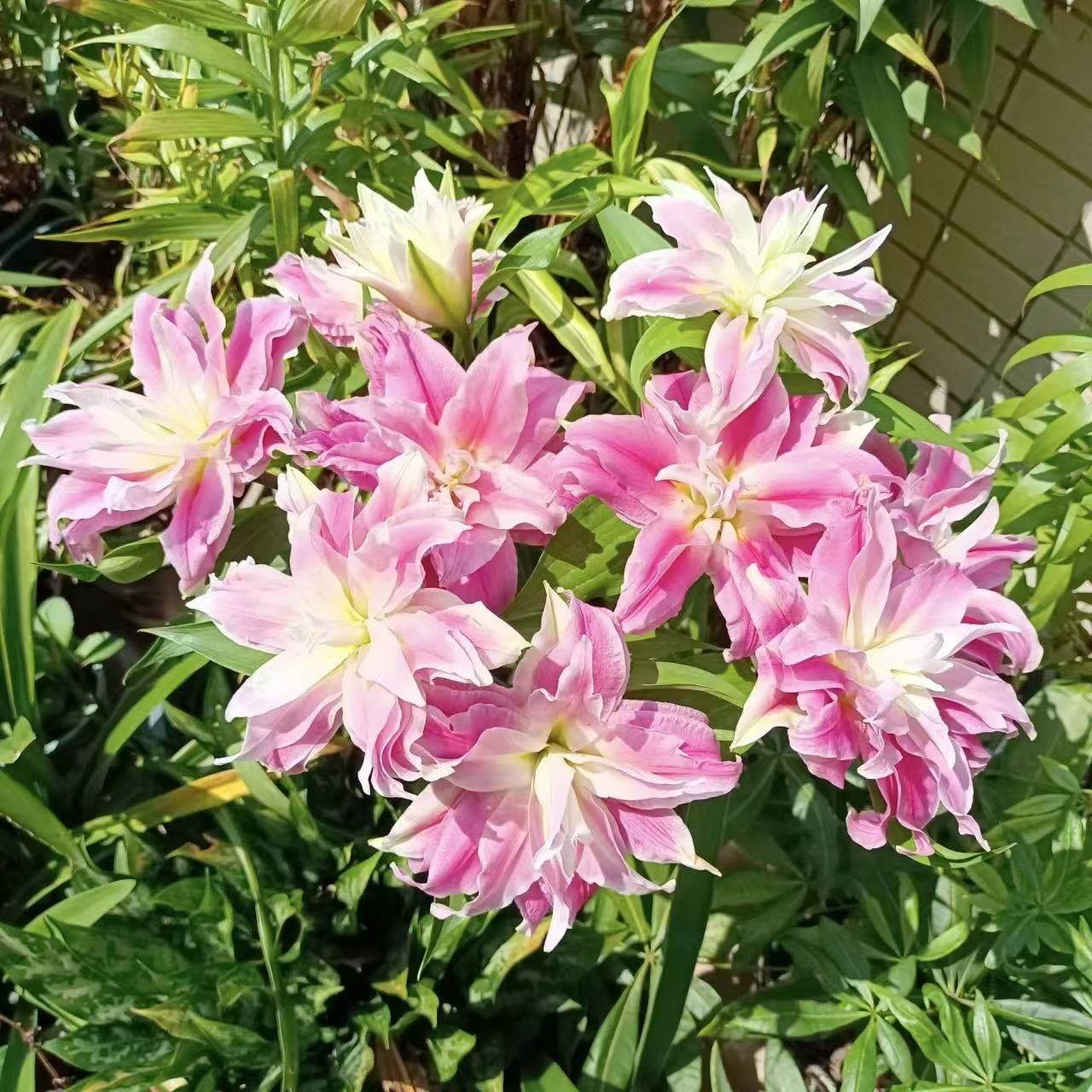 《红丝带》1颗重瓣香水百合盆栽花卉多年生球根花卉阳台庭