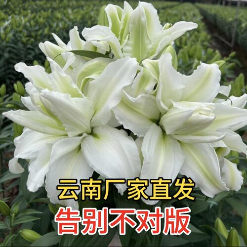 重瓣香水百合四季可养