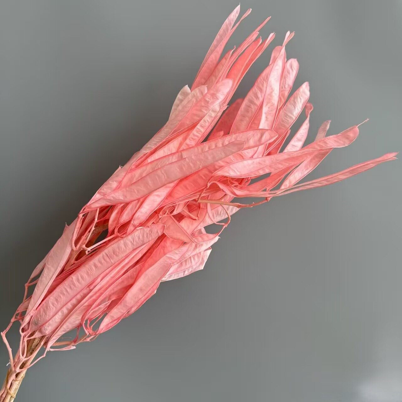 粉色系永生花龙须草拍照花束情人果婚庆梦幻陈设软装满天星喜庆