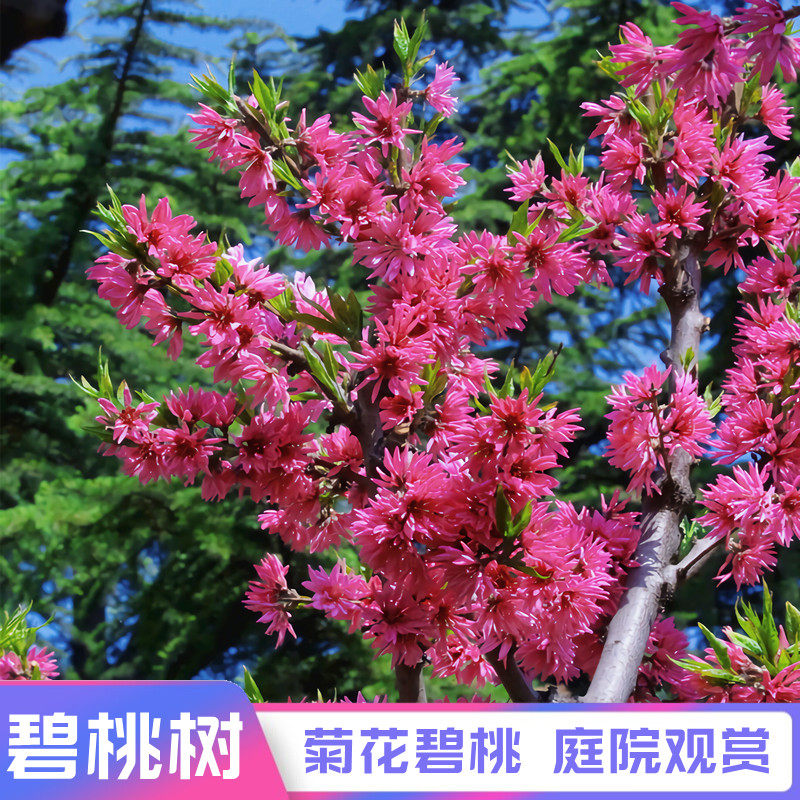 碧桃树苗紫叶碧桃花别墅庭院大型风景树景观树红叶碧桃紫叶桃树苗