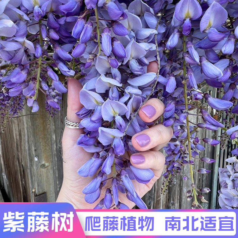 紫藤花树苗爬藤植物盆栽庭院阳台花卉室外四季开花攀爬多花紫藤萝