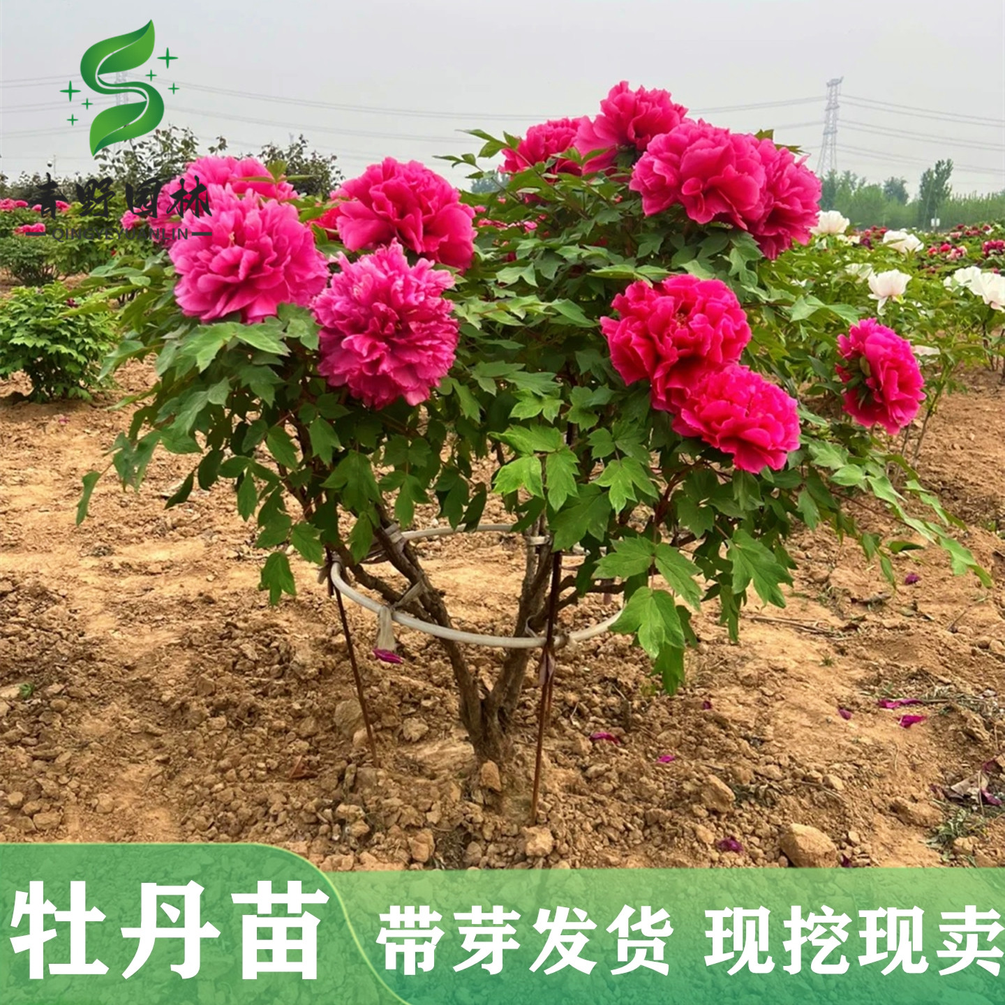 牡丹花苗大苗重瓣芍药庭院阳台盆栽花卉正宗观赏木本老桩牡丹花树