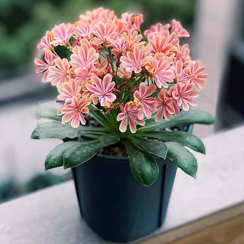 露薇花盆栽露微花琉维草阳台庭院花卉植物四季开花好养多年生带花