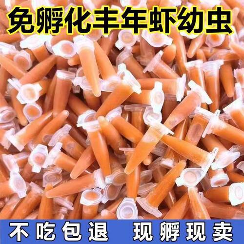 超细丰年虾幼虫冰冻免孵化