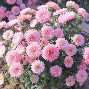 糖果翠菊种子四季播种开花种籽子网红雏菊太阳花矮生花卉草花种孑