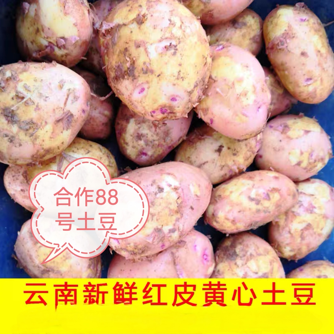 新鲜云南红皮土豆最大果5斤/带箱1...