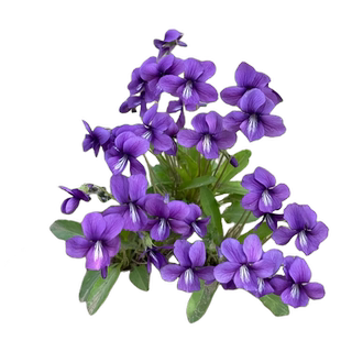 春播花种子多年生紫花地丁种子室外庭院花籽喜阴低矮草花四季易活