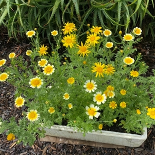 秋季播种绿化易活草花多年生耐寒野花茼蒿菊木春菊种子四季花籽种