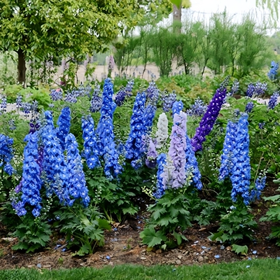 花种四季播种开花室外绿化飞燕草花种籽庭院花卉易种活鸽子花籽