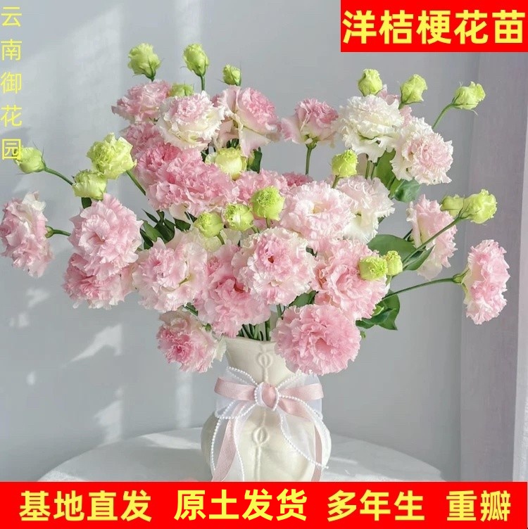 洋桔梗花苗进口重瓣原土发货冰淇淋流星雨品种齐全多年生草本花苗