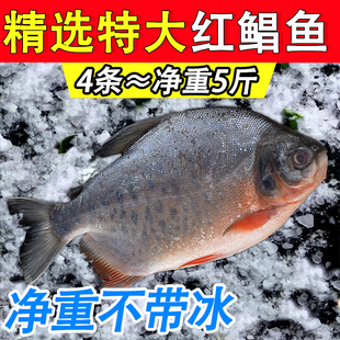 特大红鲳鲳鱼平鱼红平鱼新鲜鲜活速冻大鲳鱼昌鱼商用鲜美国产