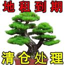 常青真树造型树老桩 迎客松盆景植物室内外松树绿植花卉小盆栽四季