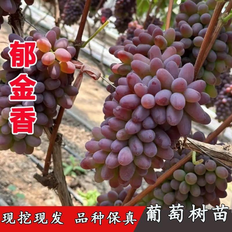 郁金香葡萄树苖抗寒茉莉香葡萄苗抗冻耐寒着色香树苗南方北方种植