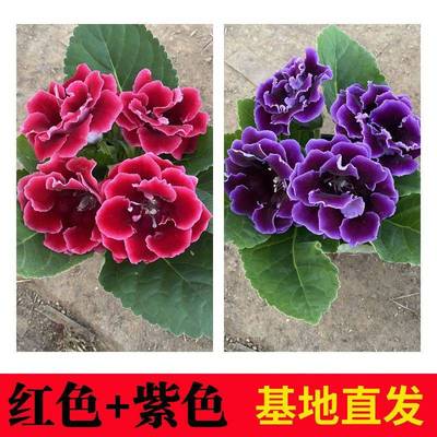 重瓣大岩桐富贵芙蓉花室内观赏盆栽花带花苞四季开花球根花卉阳台