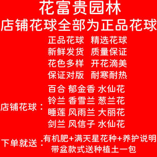 土培水培花卉盆栽种球种子花苗耐寒冻开花植物 20颗郁金香特价