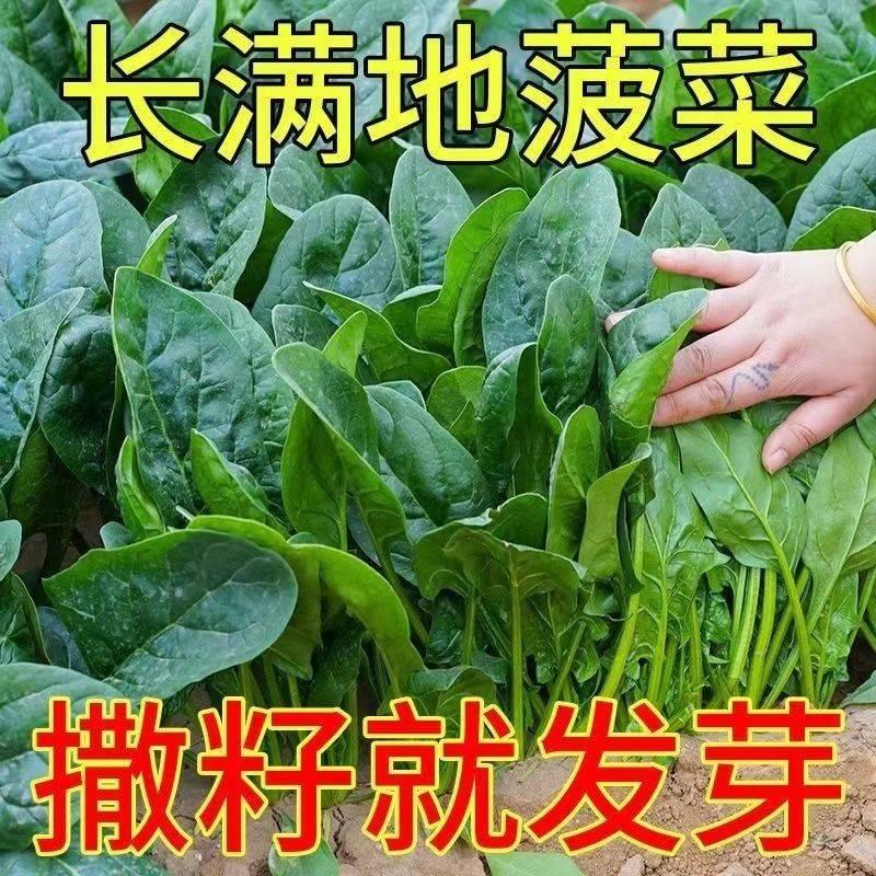 超耐热夏播王菠菜种子种籽高产春籽种夏季秋季四季蔬菜孑波菜夏子