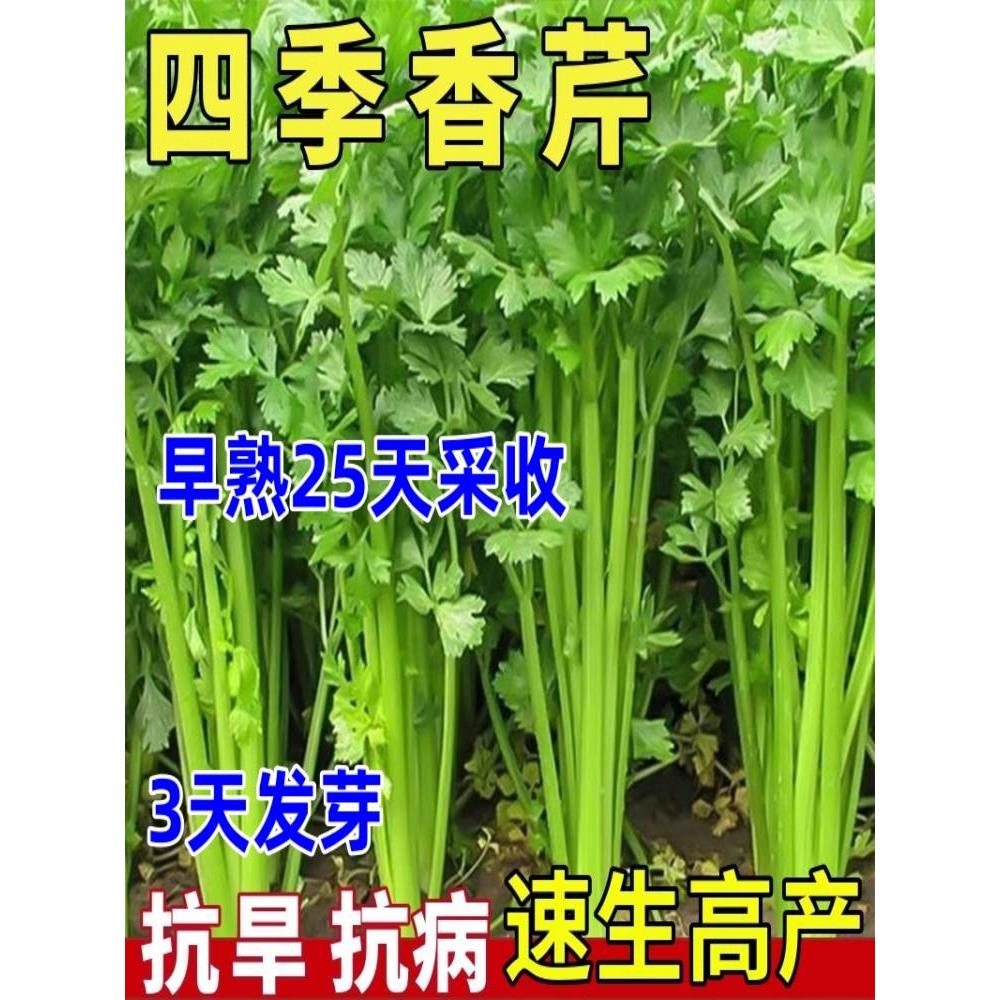 种四季香子小芹菜籽农家菜园春小蔬四季播盆阳台芹庭院菜种栽季孑