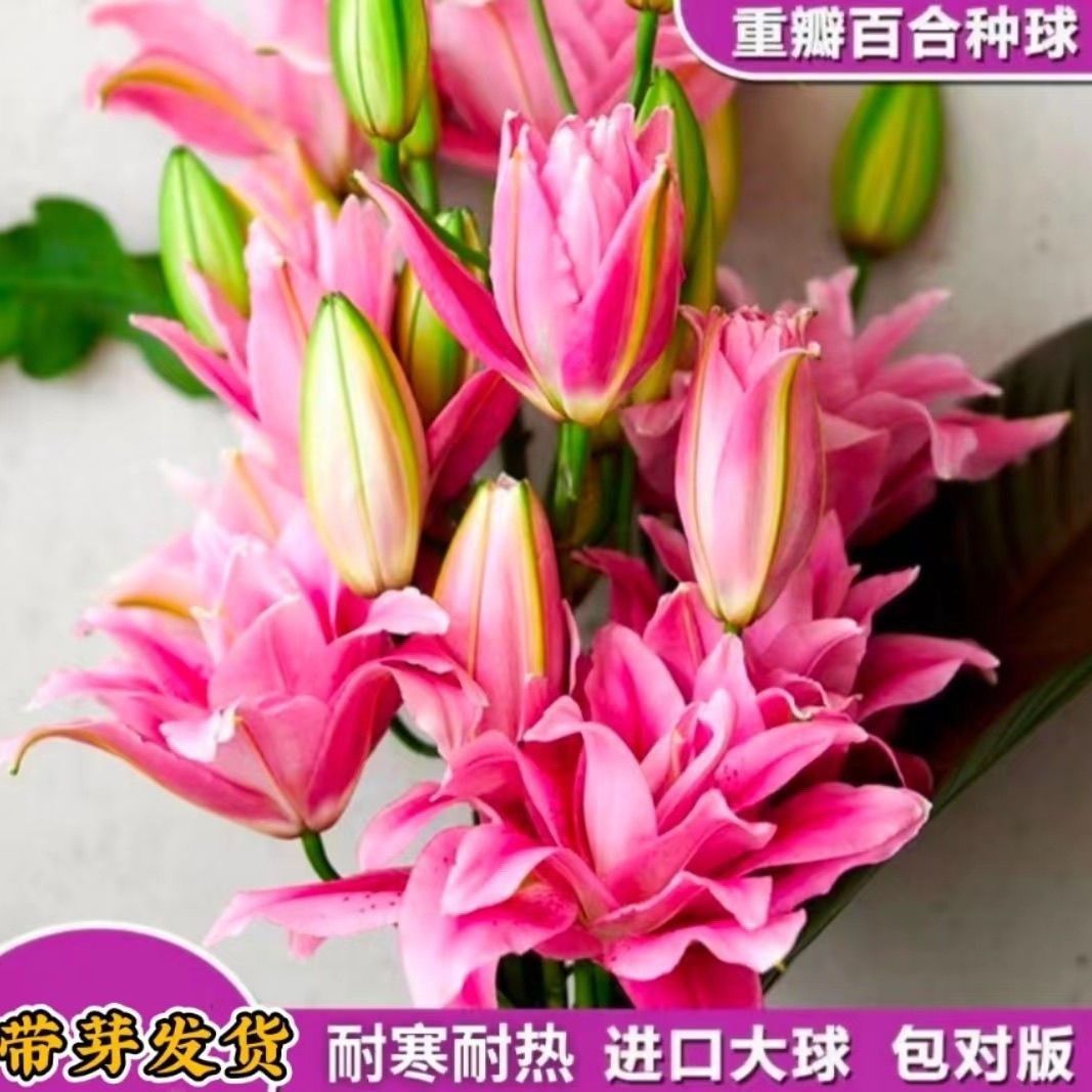 进口多头香水百合种球带芽耐寒四季盆栽室内阳台花卉绿植好养易活