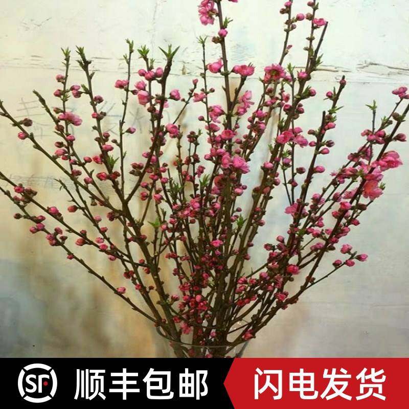 遇水红梅桃花干枝梅水养开花干支遇水红梅腊梅枝条水培花枝