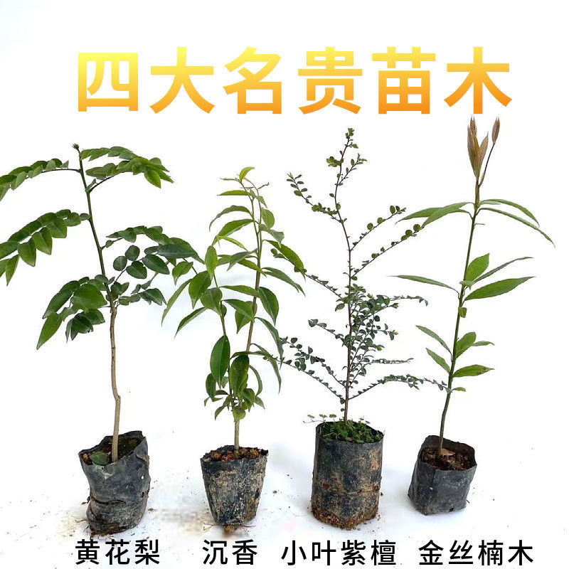 正宗海南沉香树苗金丝楠木黄花梨