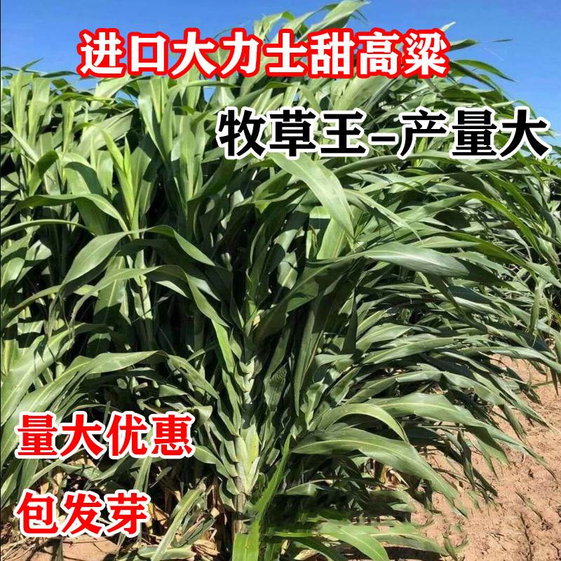 甜高粱种籽喂羊的饲料草畜牧多年生牧草种子饲用大力士甜高粱种子