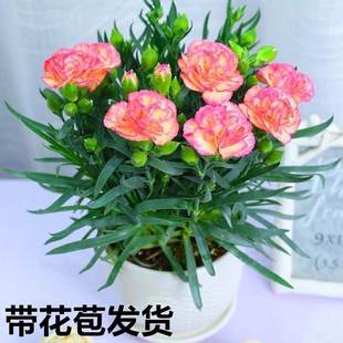 康乃馨盆栽花苗带花苞室内阳台庭院花卉绿植鲜花好养四季 开花不断